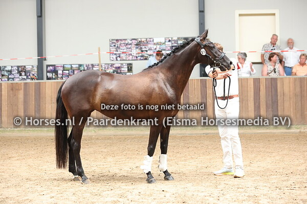 58 Lilou H (Dundee M x Salinda v. Mondriaan)