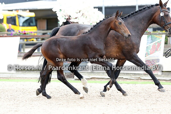 70 Vincenzo PT (Furst Zonik PS x Hello Lady Cara v. Dream Boy)