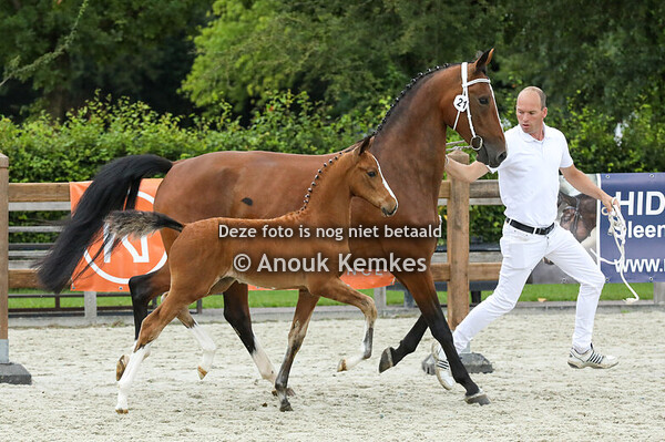 21 - Veldine ( Macho x Atleet )