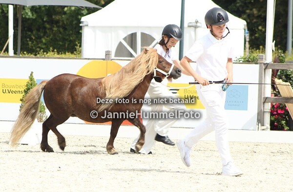 Shetlanders Tolbert/ Westerkwartier