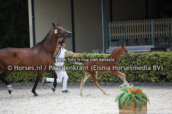 136 Oh Oh Rusa (Illusion x Arusa v. Concorde)