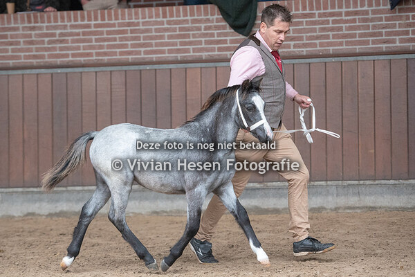 Welsh Select Sale & Youngstock Show