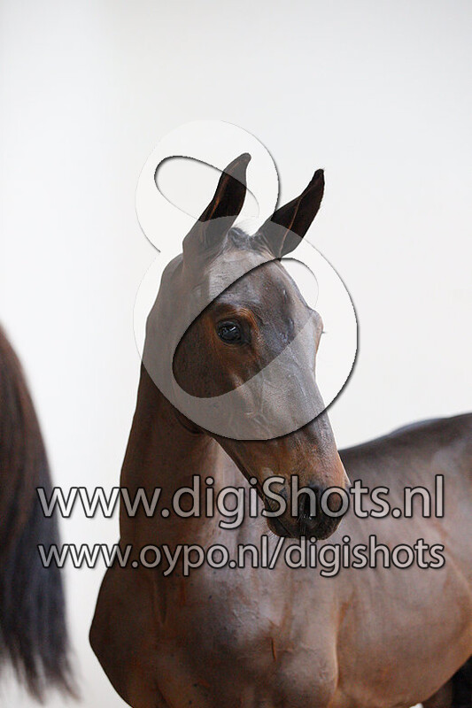 Sir Lex 55 v. Diamant de Semilly