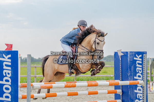 Bucephalus ponys 30/40/50/60/70/110