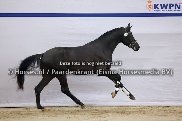 333 (Easy Game x Rubin Royal)