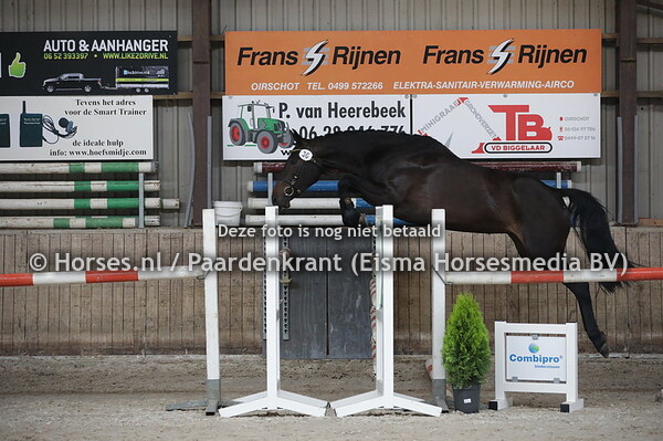 36 Lely (Diarado x Chery v. Verdi)