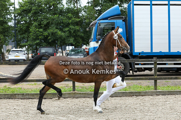 Solivia ( Icellie x Manno )