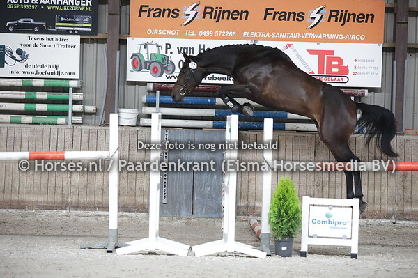 17 Mibria (Grand Slam x Gibria v. Baltic)