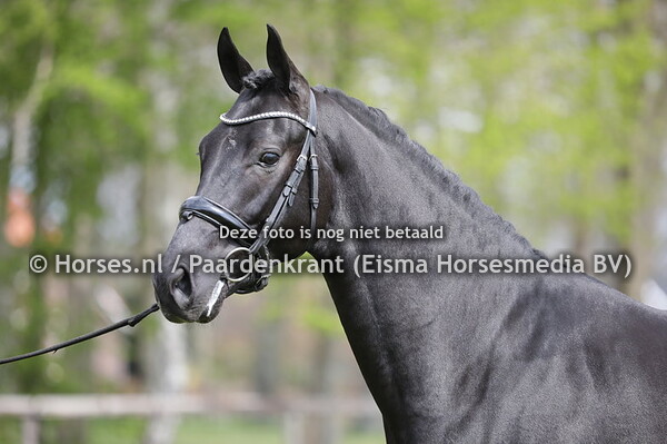 31 Next Romancier (Furst Romancier x San  Amour)