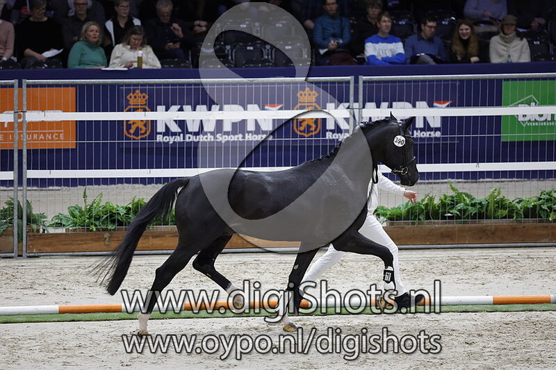 Rambo Exclusive V v. Glock's Toto Jr. - 390