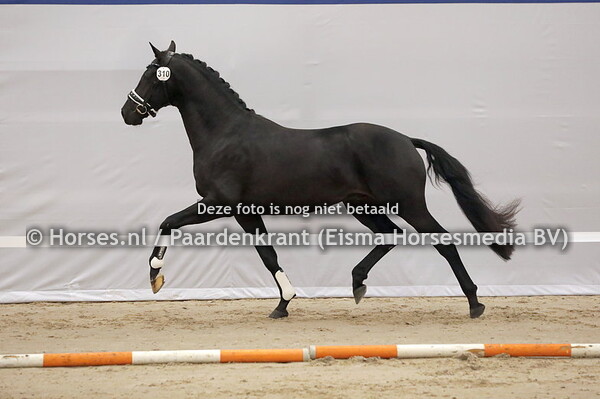 310 Royale Keijn (Bordeaux x Felinez v. Sandreo)