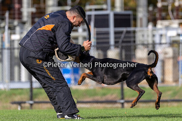 Peter Zwaan&Havana of the Two Roses