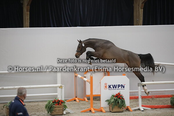 72 Drake Z (Dominator Z x Elilie v. Connor)