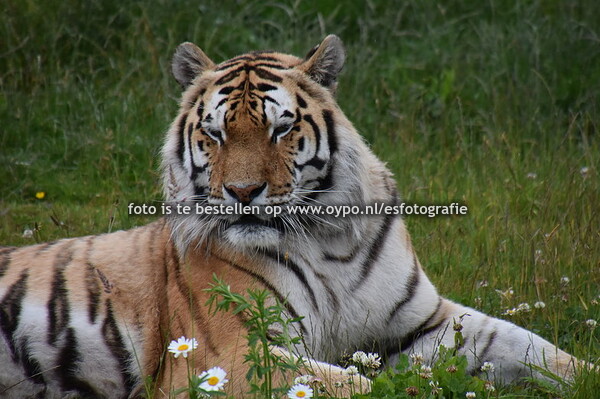 8-6-2024 Aquazoo deel 1