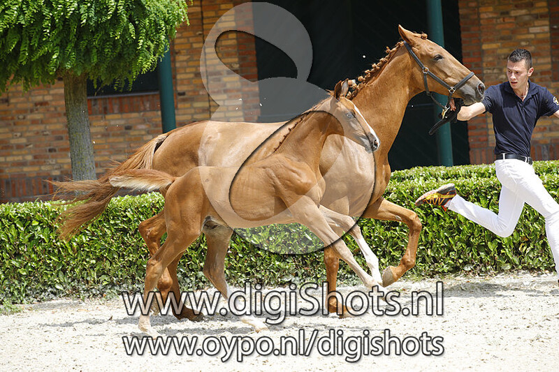 Top Gun van 't Koningsbos v. Breitling Ls