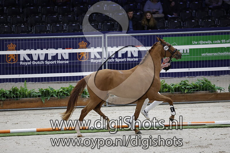 Romeo  E v. Blue Hors Zackerey - 308