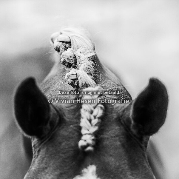 Potteries Simon & Pennal Mama Mia