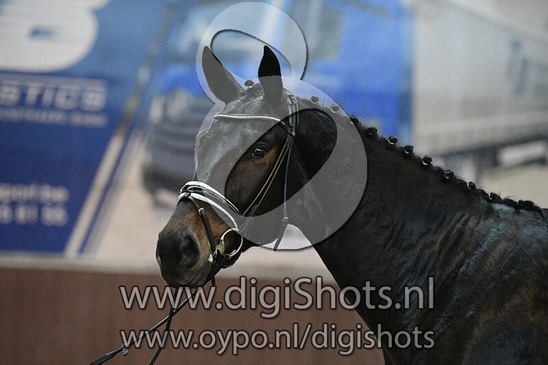 Sir Flynn van de Vossebergen