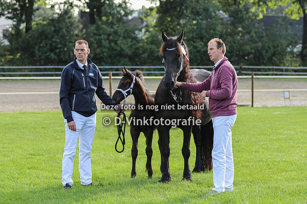 12. Wytze fan Myrthes hynder hoeve