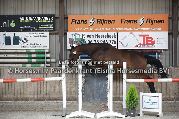 10 Muzicanta (Diamant de Semilly x Cantate v. Cantos) (1)