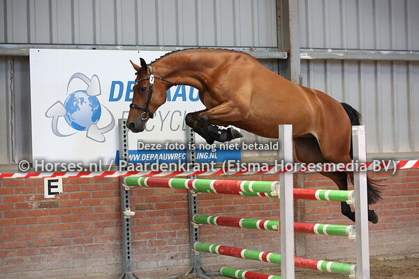 7 O-Bresco (Calvaro x First Bresco v. Ginus)