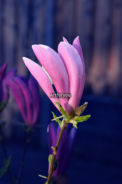Henk Adriani Foto's bewerkt 