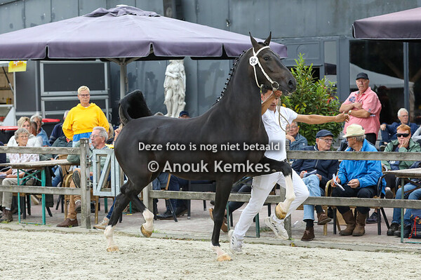 52 - Sayoline van t Wiede ( Icellie x Eebert )