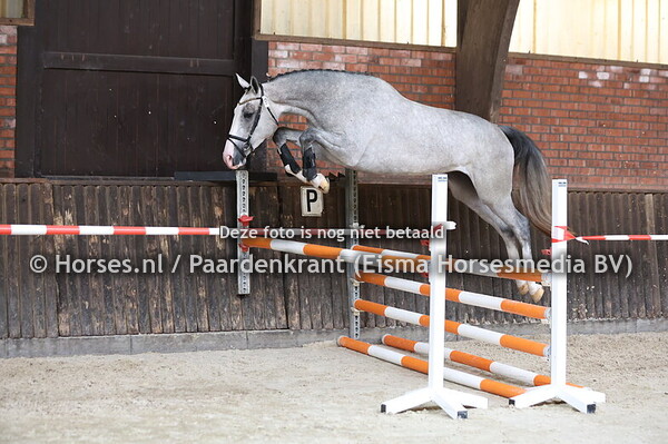 9 Sensorita Caterina (Spitfire x Isla Caterina v.  Tangelo vd Z)