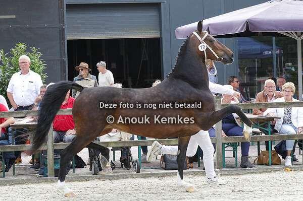 072 - MABELLA CIZANDRO X MANNO H. LASSCHE, ROUVEEN