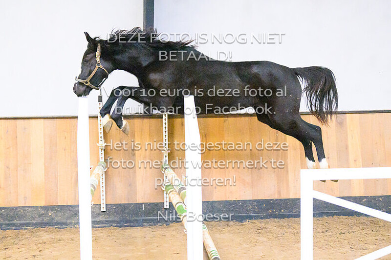 Paard_21