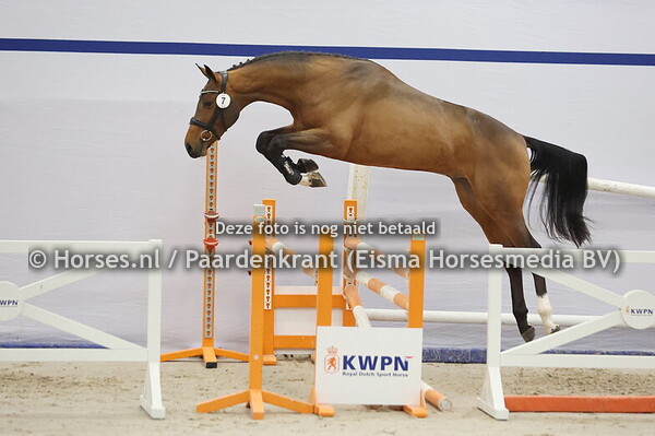 7 (Balou du Reventon x Aganix du Seigneur)