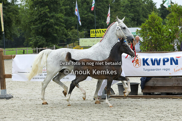 26 - Verdi ( Oberon x Saffraan )