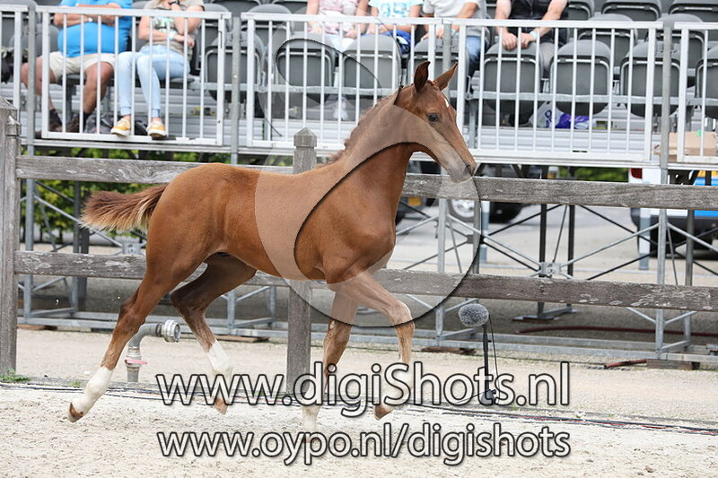 175 Ruysdael van Ruijnen v. Kardieno