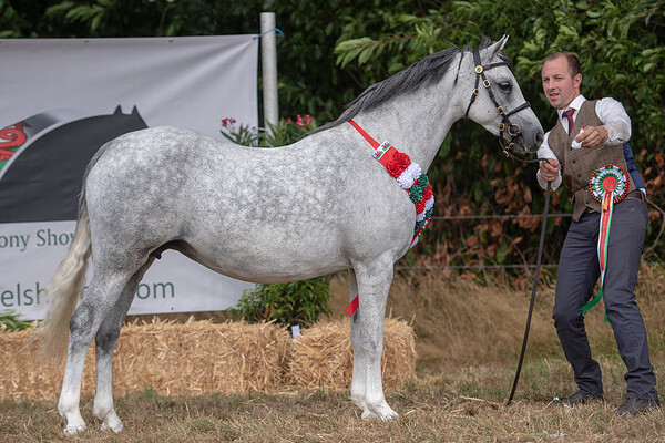 Dragon Welsh Pony Show
