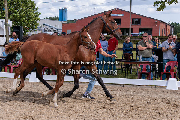 Mannelijke springveulens oud