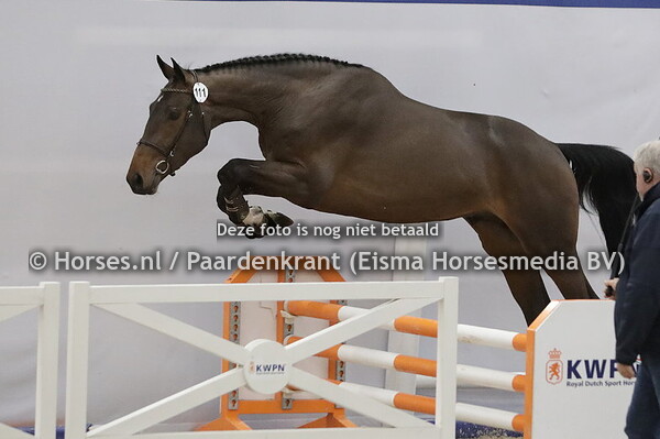 111 R.edbull Rinus vd Maashoeve  (Liamant x Inschala)