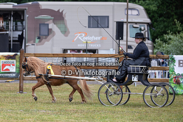 06. Eenspannen Shetlanders groep 2