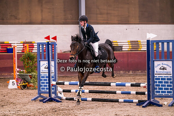 21 beukers ponys 40/50/60/70cm