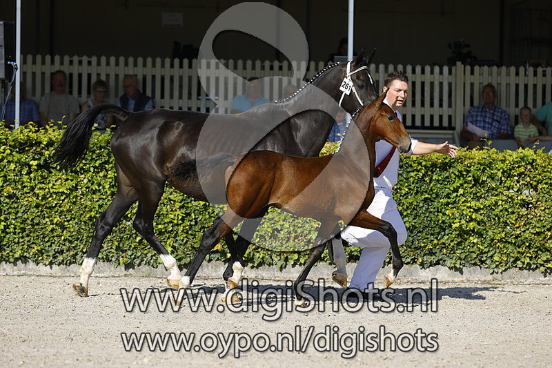 Telviro v. Magnifiek