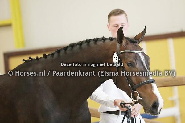 15 Orange (Kasper DDH x Anyniek v. Concetto) (1)