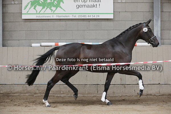 36 Ovanta (For Ferrero x Cocvanta v. Oscar)