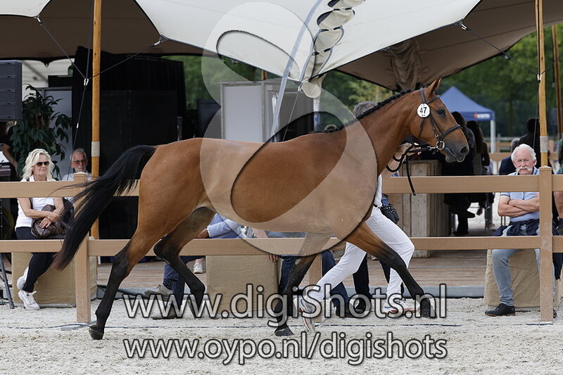 Picobella v. Comthago