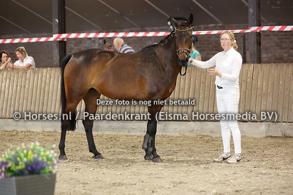 34 Pascalle Maria (Kordon VDL x Gravin v. Chello  III) (1)