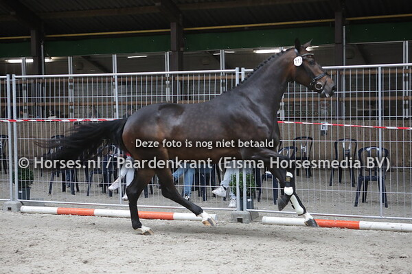 113 Maserati (Inspire x Zafira v. Negro)