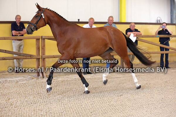 4 Santorini Lady (Denzel vh Meulenhof x Lady Vicky v. Harley) (1)
