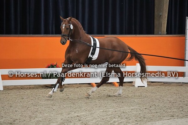 387 (First Selection x Sir Donnerhall)