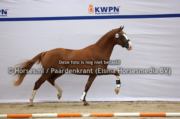 480 (Omar Sharif x Governor)