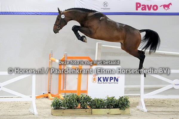 02-02-2021 HK KWPN springhengsten