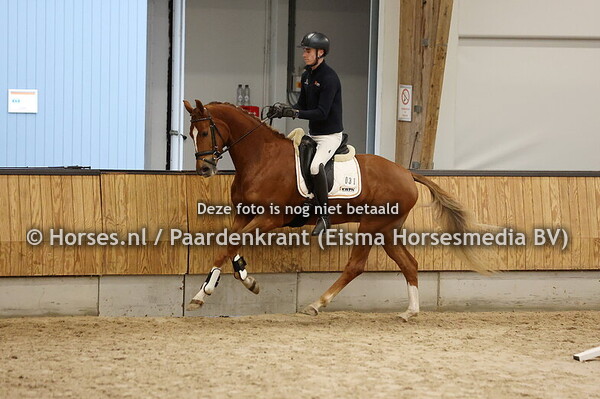 31 Sadira Zee T (Sir Donnerhall x Zeester T v. Jazz)