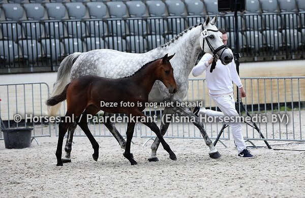 12 Havanna (Cardento x Utica v. Orame)